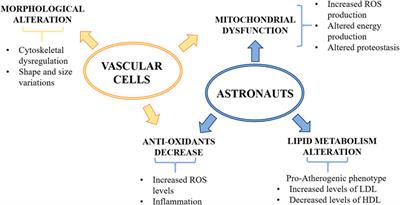 From Cultured Vascular Cells to Vessels: The Cellular and Molecular Basis of Vascular Dysfunction in Space